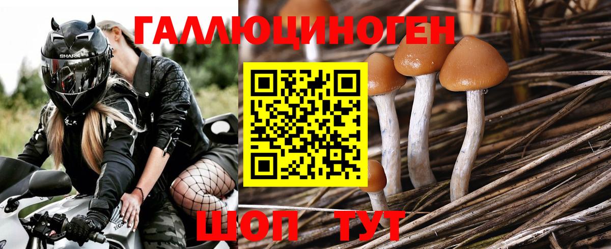 Галлюциногенные грибы Psilocybine cubensis  Вход с VPN  Шарыпово 